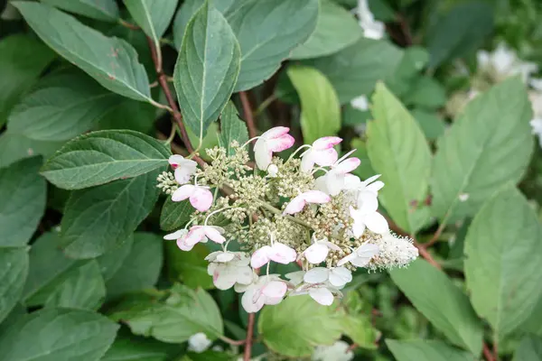 Цветы Розовыми Белыми Маленькими Лепестками Цветов — стоковое фото