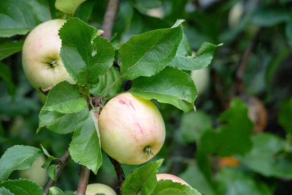 Herbstäpfel Auf Einem Apfelbaumzweig — Stockfoto