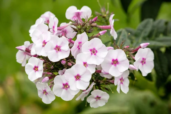 Flowers with pink and white and small flower petals