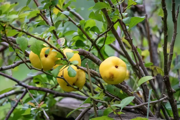 Bush Yellow Quince Berries Background Green Leaves — Stock Photo, Image