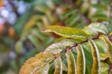 Sonbaharda üzerinde su damlaları olan renkli küçük ağaç yaprakları.