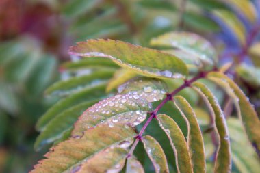Sonbaharda üzerinde su damlaları olan renkli küçük ağaç yaprakları.