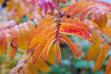 Sonbaharda üzerinde su damlaları olan renkli küçük ağaç yaprakları.