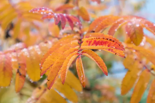 Colorful tree branch with small leaves in yellow, orange, greenish, pink and many other colors
