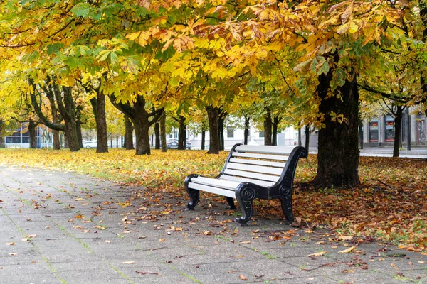 Parktaki beyaz ahşap bankta arka planda sonbahar ağacı yaprakları var.