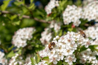 Üzerinde küçük beyaz çiçekler ve iki arı olan beyaz bir çiçek çalısı.