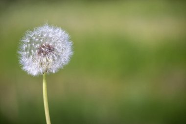 Yeşil saplı top gibi beyaz karahindiba çiçeği ve bulanık yeşil