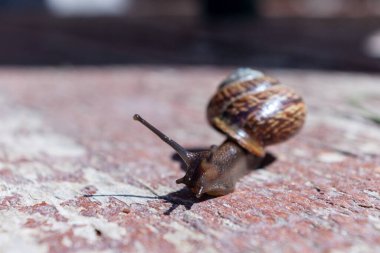 Küçük kahverengi bir salyangozun yakın plan görüntüsü.