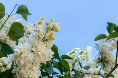açık mavi gökyüzünün arka planında beyaz leylak çalıları açar.