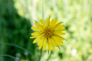Güneşte bulanık yeşil çimlerin üzerine yakın plan sarı çiçek.