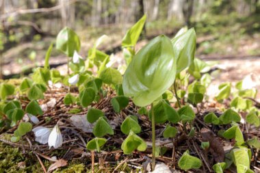 Küçük yeşil yapraklı arka planda küçük beyaz çiçekler.