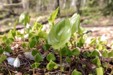 Küçük yeşil yapraklı arka planda küçük beyaz çiçekler.