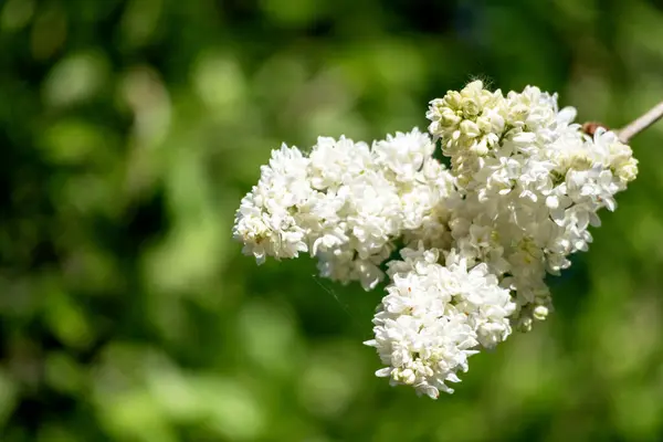 a bouquet of white lilac flowers with small flowers on a backgro
