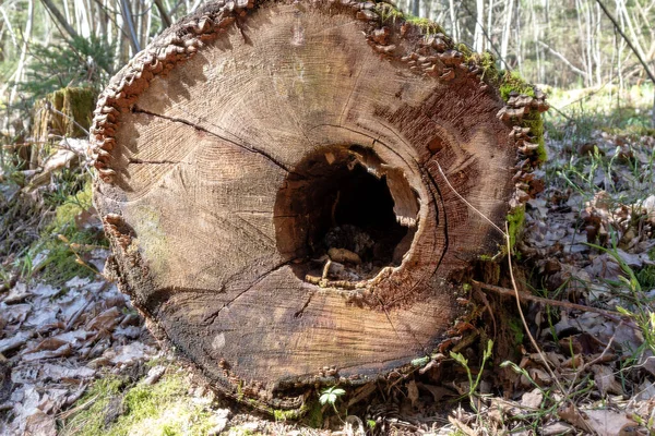 a fallen tree stump with a rotted hole in it