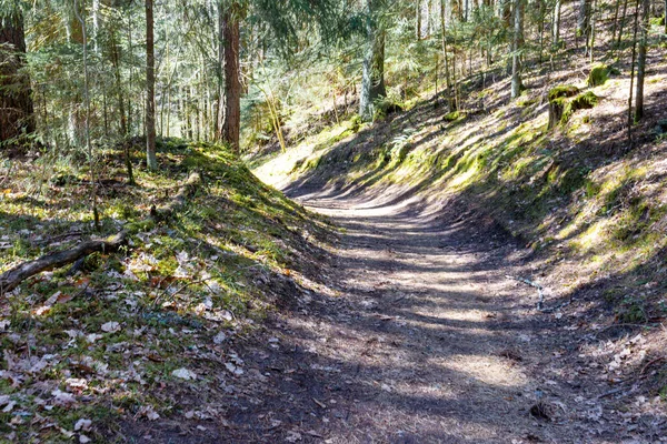 Ağaçlardan oluşan bir ormanın içinden geçen patika.