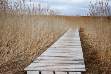 Tahta bir tahta kaldırım sazlıklar arasındaki perspektife bakıyor.