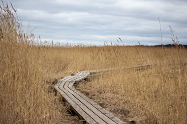 Tahta bir tahta kaldırım uzun sarı kamışların arasından süzülür.