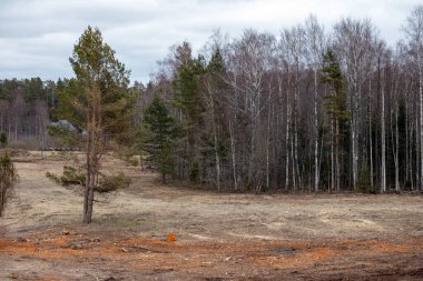 Ağaçlar ve sarı sazlıklar olan deniz kumu bölgesi.