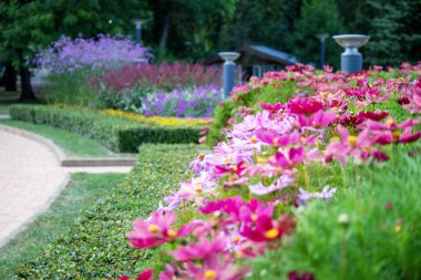Arkasında yeşil çalılar olan küçük pembe çiçeklere yakın çekim