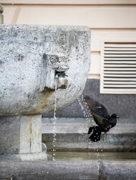 A black bird in flight with a concrete water fountain in the bac