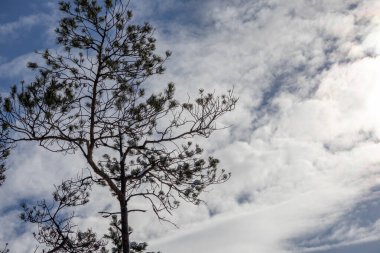 Gökyüzünde hafif bulutlu ağaç dallarının siluetleri