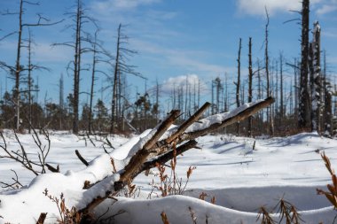 Gün içinde karlı bir zeminde bataklıkta solmuş bir ağaç gövdesi.