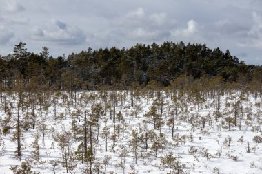 Gökyüzünün arka planında küçük ve büyük kozalaklı ağaçlarla kışın doğa manzarası bulutlu.