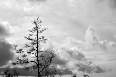 Kasvetli siyah beyaz bulutlar gökyüzünde fırtınadan önce ön planda ahşap siluetler