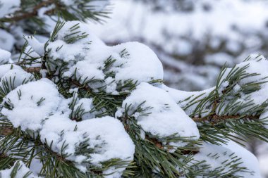 Kışın beyaz karla kaplanmış çam dalı
