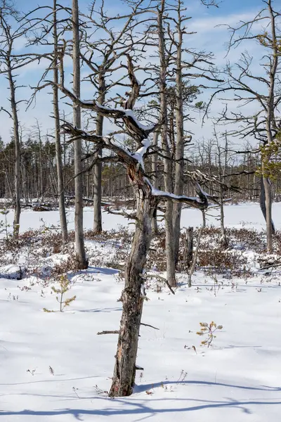 A withered tree trunk in a swamp on a snowy background in the da