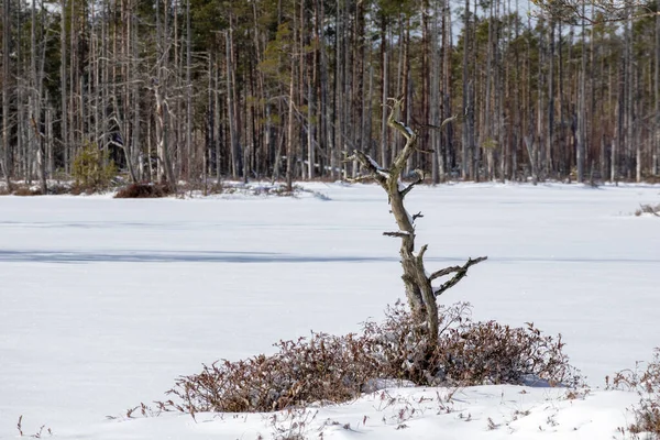 A withered tree trunk in a swamp on a snowy background in the day