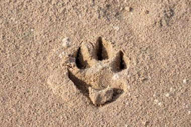 Üzerinde küçük köpek ayak izleri olan kahverengi kum.