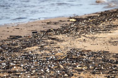 Küçük beyaz deniz kabukları kıyıya vurdu küçük siyah p arasında