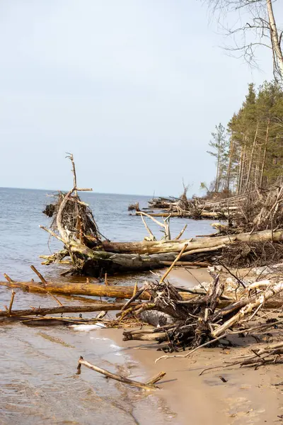 Trees fell in the storm at the edge of the forest near the sand