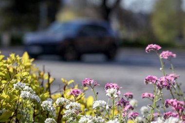 Arka planda bir araba bulunan kentsel bir ortamda yerde farklı renklerde çiçek tohumu
