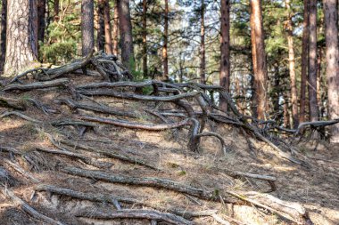 Bir çam ağacı yıkılmış ağaç kökleriyle tırmandı.