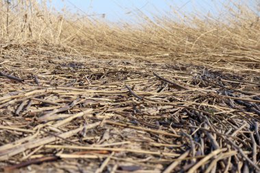 .Tarlada aynı kestane rengi sazlıklar