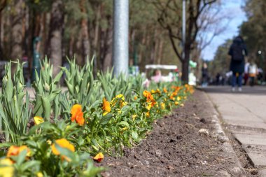 Baharda sarı kırmızı kır çiçekleri