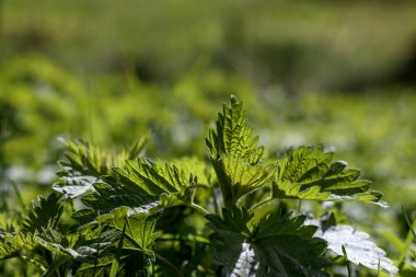 Yeşil çimlerin üzerinde çimen yaprakları