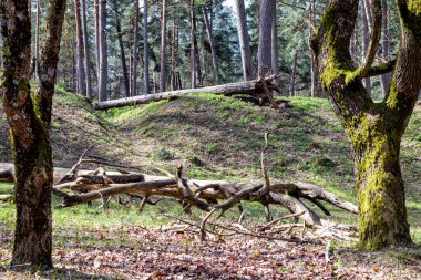 Sonbaharda yerde kırık bir ağaç gövdesi olan bir orman.