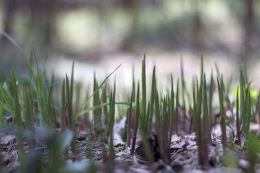 Ormandaki küçük çimenler kahverengi yaprakların arasında
