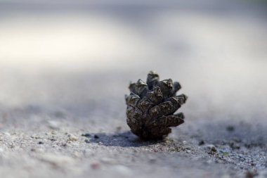 kahverengi çam kozalağı yere