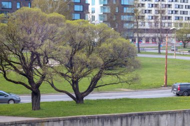 Şehirde yeşil ağaçlar, oteller ve arabalar var.