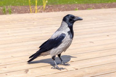  a crow on a wooden plank floor on a sunny day clipart