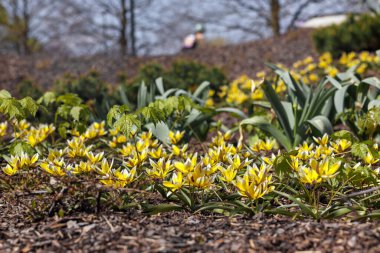 Sarı çiçekler bahçedeki gübrelerin arasından yetişir.