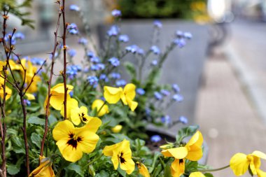  Patikaların arka planında sarı ve sili çiçekler