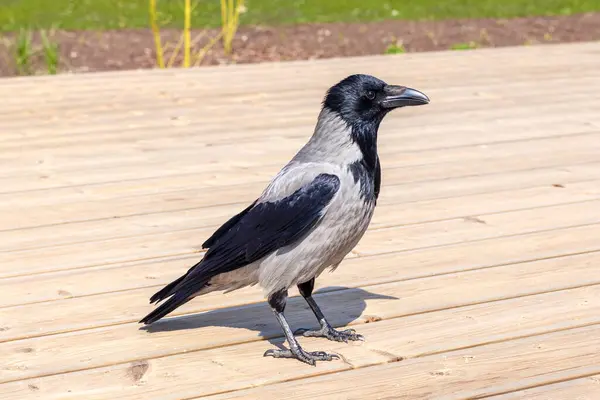  Güneşli bir günde tahta zeminde bir karga.