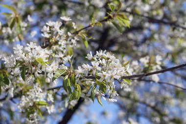 Yeni gelişen ağaç bahar