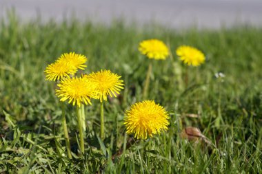 Çayırdaki yeşil otların üzerinde sarı karahindibalar.