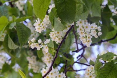 Yeşil yapraklı arka planda beyaz kiraz çiçekleri